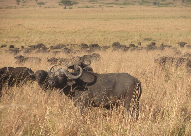 BUFFALOES OF KIDEPO VALLEY